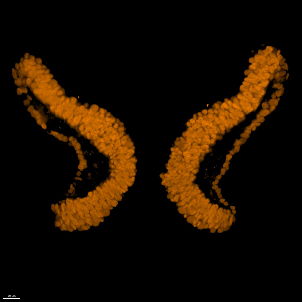 Stem cell model workflow for embryonic development in vitro