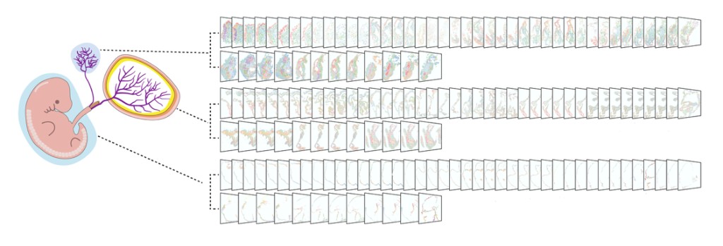 Embryonic stage snapshots showing spatial multi-omics landscape