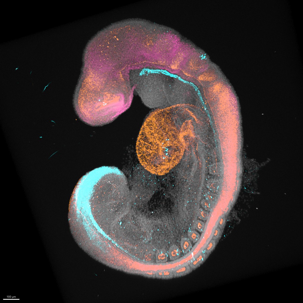 Quantitative imaging and geometric analysis of embryo models