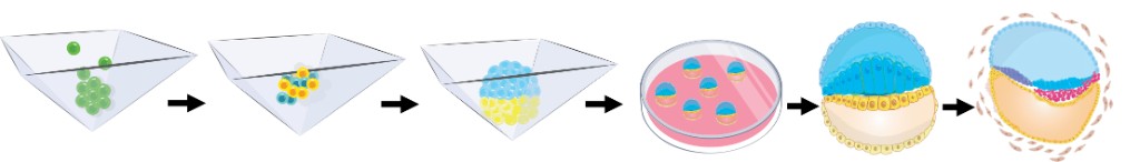 Fluorescent sequence showing developmental morphogenesis