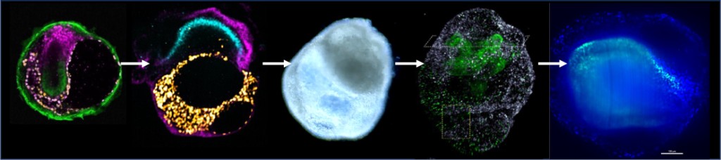 Organoid-like tissue architecture from stem-cell based embryo models