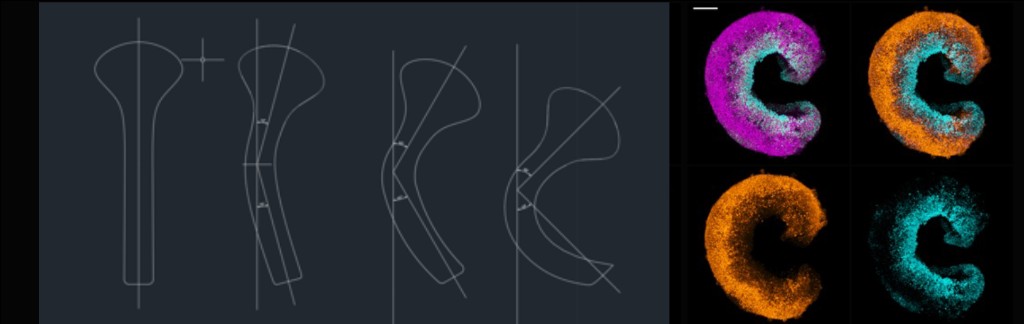 Advanced imaging of embryo-like model for developmental analysis